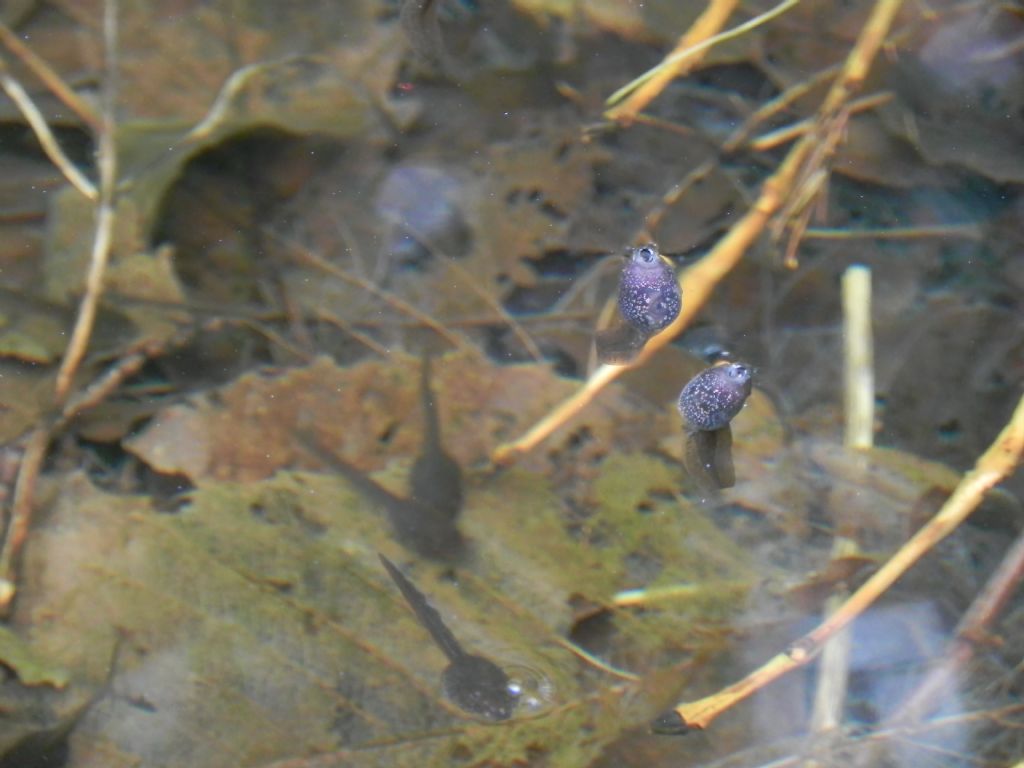 Girini di? Rana dalmatina